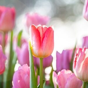 Spring has sprung, so get ready to garden